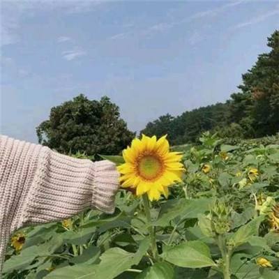 剑语萌侠手游下载